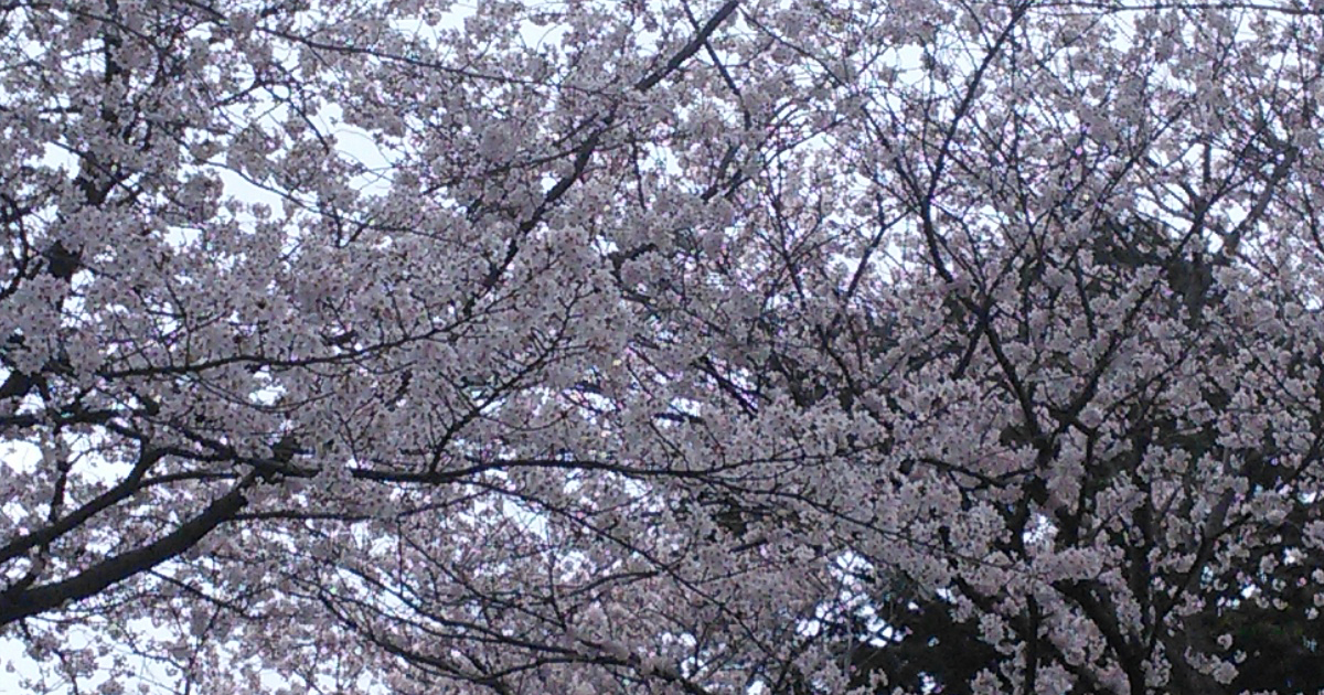 店舗近くの桜の木