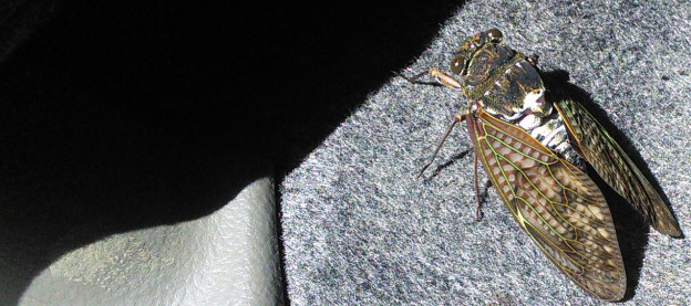 夏季休業のお知らせ【2015】